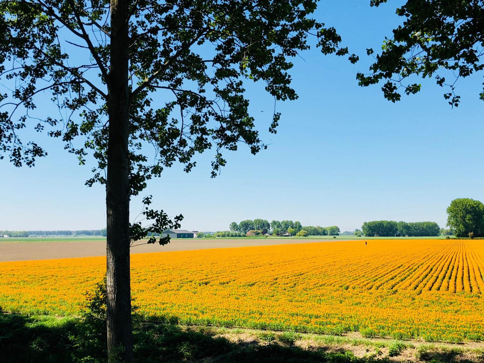 Slapen Bij De Zeeuwse Lala Bed & Breakfast IJzendijke Bagian luar foto